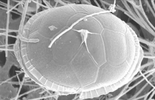 Представитель Семейства Kolkwitziellaceae